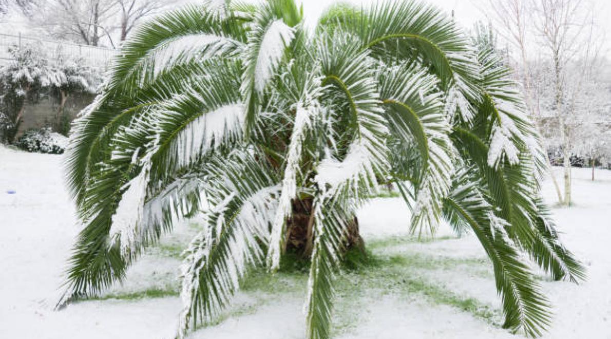 palmboom in de sneeuw